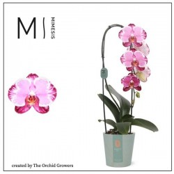 PHALAENOPSIS 1TG-CASC H60 P12