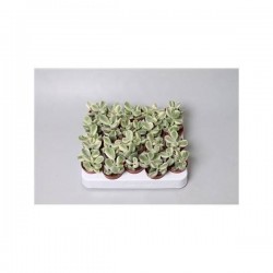 COTYLEDON ladysmithiensis...