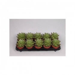 ECHEVERIA 'Lipstick' P10.5