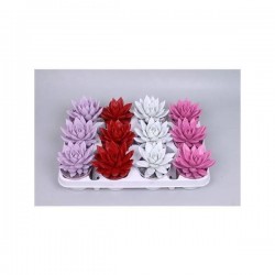 ECHEVERIA agavoides Peint...