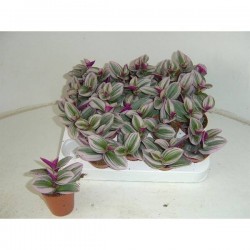 TRADESCANTIA albiflora...