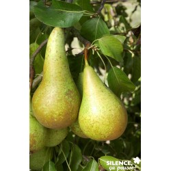 POIRIER 'Conference' FF GOB...