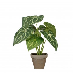 Caladium En Pot Stan Vert...
