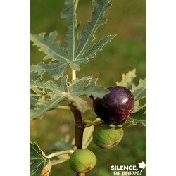 FIGUIER Ice Crystal® FF GOB...