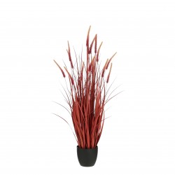 Graminée En Pot Rouge En...
