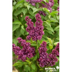 SYRINGA vulgaris 'Charles...