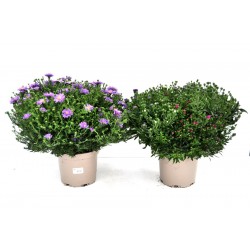 ASTER Trio P19-COUL