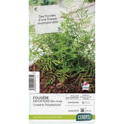 DRYOPTERIS filix-mas...