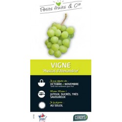VIGNE 'Muscat d'Alexandrie'...