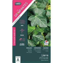 HEDERA hibernica TUT 40/60...