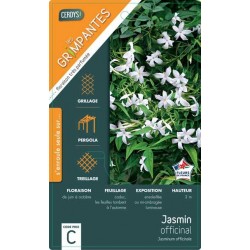 JASMINUM officinale TUT...