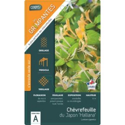 LONICERA japonica...