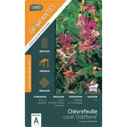 LONICERA heckrottii 'Gold...