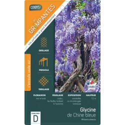 WISTERIA sinensis bleu TUT...