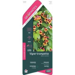 BIGNONIA capreolata ECH...