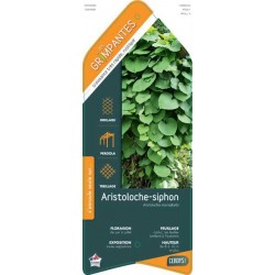 ARISTOLOCHIA macrophylla...