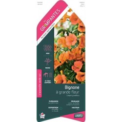 CAMPSIS grandiflora ECH...
