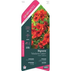 CAMPSIS tagliabuana 'Madame...