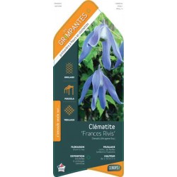 CLEMATIS 'Frances Rivis'...