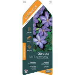 CLEMATIS 'Mrs Cholmondeley'...