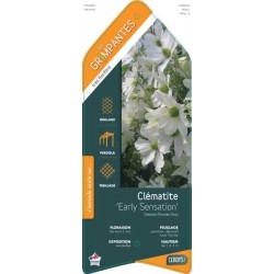 CLEMATIS 'Early Sensation'...