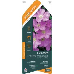 CLEMATIS 'Comtesse de...