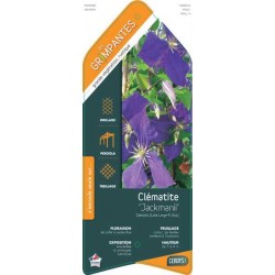 CLEMATIS 'Jackmanii' ECH...