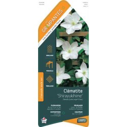 CLEMATIS 'Shirayukihime'...