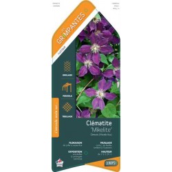 CLEMATIS 'Mikelite' ECH...