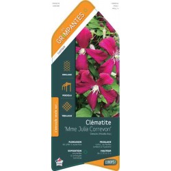 CLEMATIS 'Madame Julia...