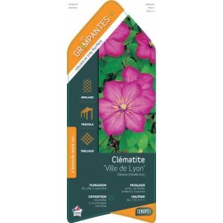 CLEMATIS 'Ville de Lyon'...