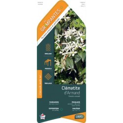 CLEMATIS armandii ECH...