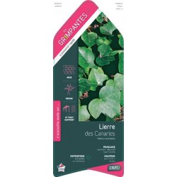 HEDERA canariensis ECH...
