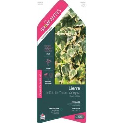 HEDERA colchica 'Dentata...