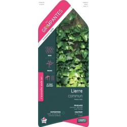 HEDERA helix ECH 90/120 C3L