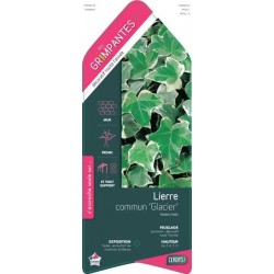 HEDERA helix 'Glacier' ECH...