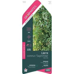 HEDERA helix 'Sagittifolia'...