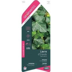 HEDERA hibernica ECH 90/120...