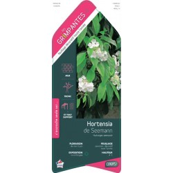 HYDRANGEA seemannii ECH...