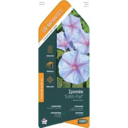 IPOMEE indica 'Edith Piaf'...