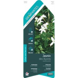 JASMINUM azoricum ECH...
