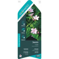 JASMINUM beesianum ECH...