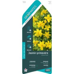 JASMINUM mesnyi ECH 90/120 C3L