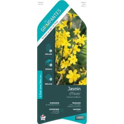 JASMINUM nudiflorum ECH...