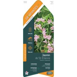 JASMINUM stephanense ECH...
