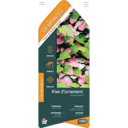 ACTINIDIA kolomikta ECH...