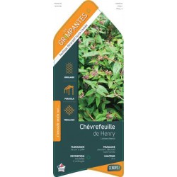 LONICERA henryi COV ECH...