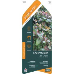 LONICERA japonica...