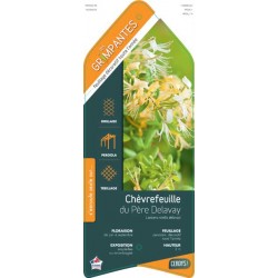 LONICERA similis 'Delavayi'...