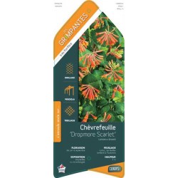 LONICERA brownii 'Dropmore...